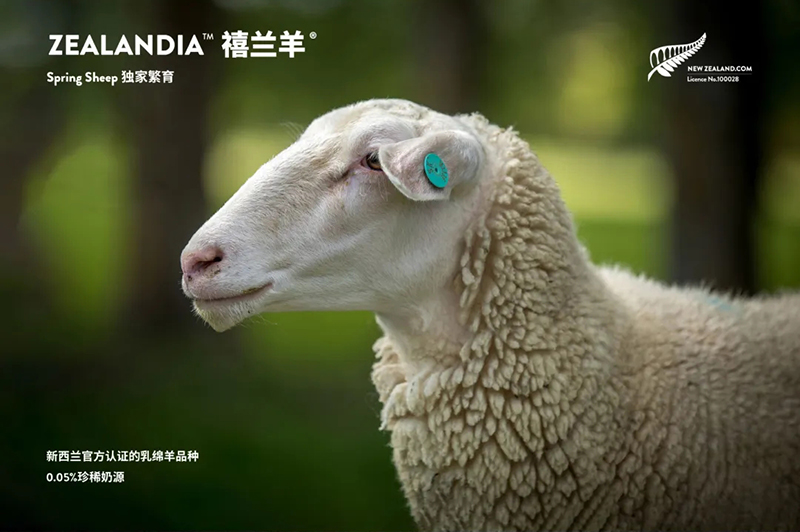 Spring Sheepdȫd׃̷^ע@GCBME05.jpg